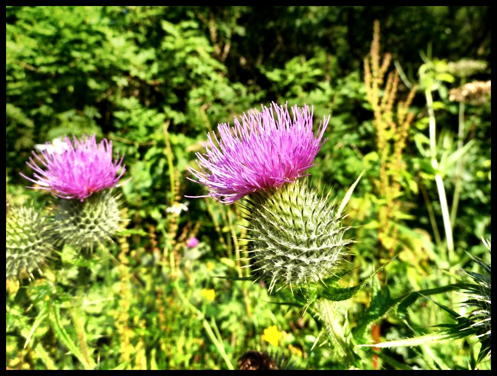 'n Thistle - Skotland se nasionale blom…en miskien een honderdste so groot soos 'n protea.